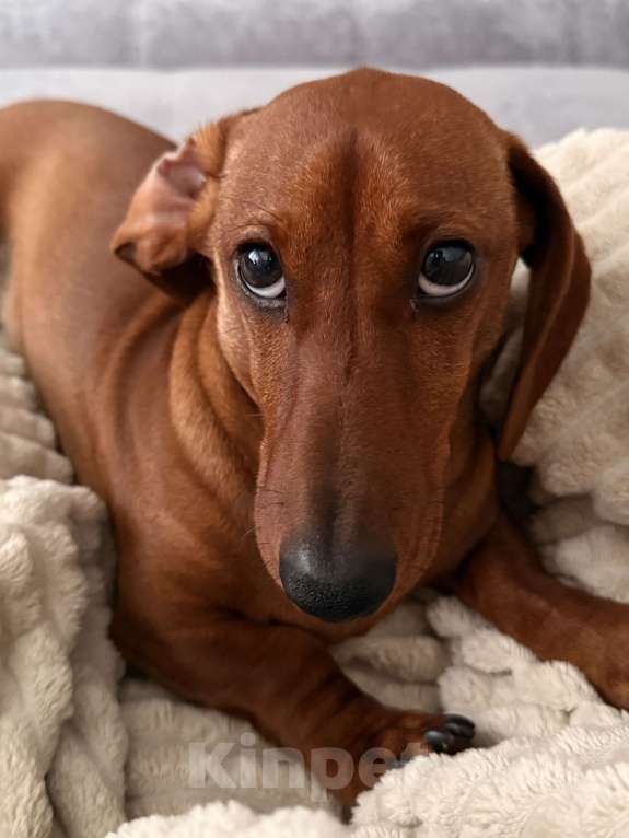 Собаки в Воронеже: Кобель для вязки❗️ Мальчик, 2 000 руб. - фото 3