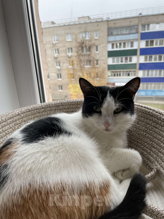 Кошки в Оренбурге: Сима Девочка, Бесплатно - фото 2
