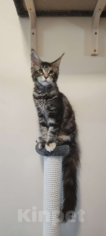 Кошки в Санкт-Петербурге: Котенок Мейн кун из питомника  Девочка, 65 000 руб. - фото 1