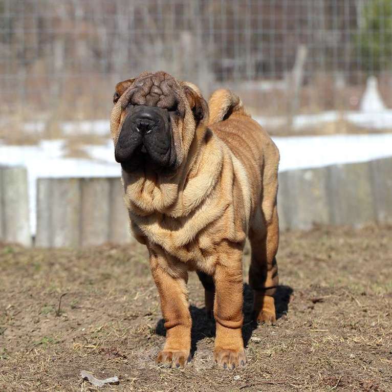 Собаки в Туле: Продам щенка шарпея Девочка, Бесплатно - фото 2