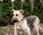 Собаки в Москве: Самый нежный щенок приюта Девочка, Бесплатно - фото 4