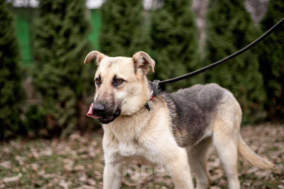 Собаки в Москве: Самый нежный щенок приюта Девочка, Бесплатно - фото 4