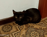 Кошки в Москве: Котенок в добрые руки Девочка, Бесплатно - фото 4