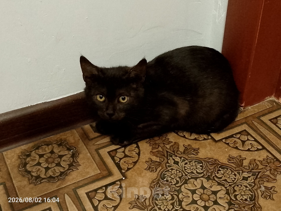 Кошки в Москве: Котенок в добрые руки Девочка, Бесплатно - фото 4