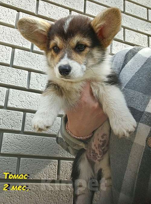 Собаки в Екатеринбурге: Толстопопый милаш Вельш-корги Пемброк Томас Мальчик, 55 000 руб. - фото 10