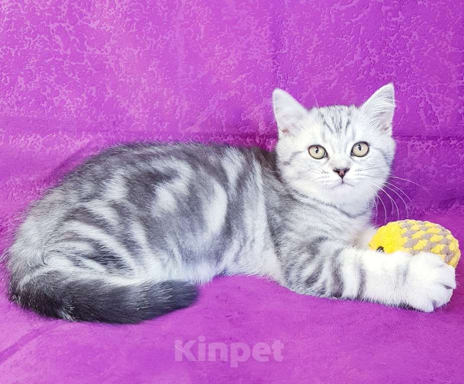 Кошки в Санкт-Петербурге: Котята Шотландской кошки Мальчик, Бесплатно - фото 5