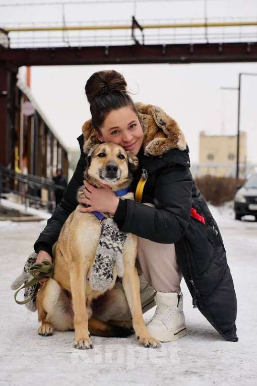 Собаки в Москве: Джой Мальчик, Бесплатно - фото 10