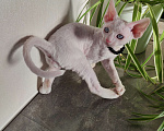 Кошки в Горячем Ключе: Котенок Девон Рекс белый мальчик с голубыми глазами Мальчик, 50 000 руб. - фото 6