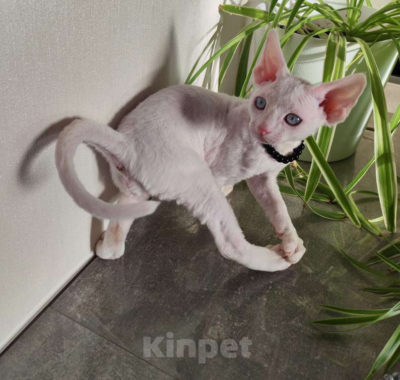 Кошки в Горячем Ключе: Котенок Девон Рекс белый мальчик с голубыми глазами Мальчик, 50 000 руб. - фото 6