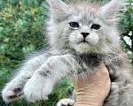 Кошки в других городах Ленинградской области: Мейн кун котенок Девочка, 45 000 руб. - фото 3
