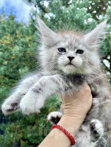 Кошки в других городах Ленинградской области: Мейн кун котенок Девочка, 45 000 руб. - фото 3