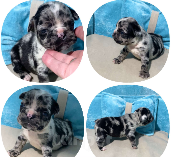 Собаки в Нижнем Новгороде: Предлагаю к продаже щенков французского ц Девочка, Бесплатно - фото 5