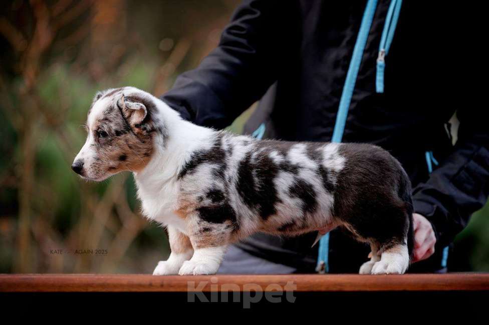 Собаки в Рязани: Ваш друг Лоран Мальчик, 60 000 руб. - фото 2