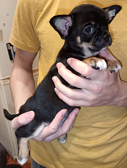 Чихуахуа девочка к/ш, щенок