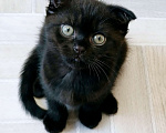 Кошки в Тольятти: Котик скотишш фолд, темный шоколад Мальчик, Бесплатно - фото 1