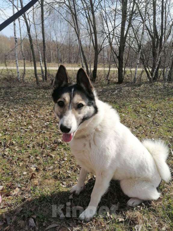 Собаки в Москве: Лайка Аша в дар Девочка, Бесплатно - фото 4