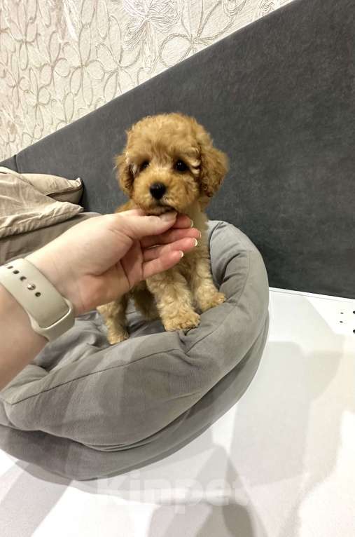 Собаки в Белорецке: Щенки той пуделя Мальчик, 85 000 руб. - фото 6