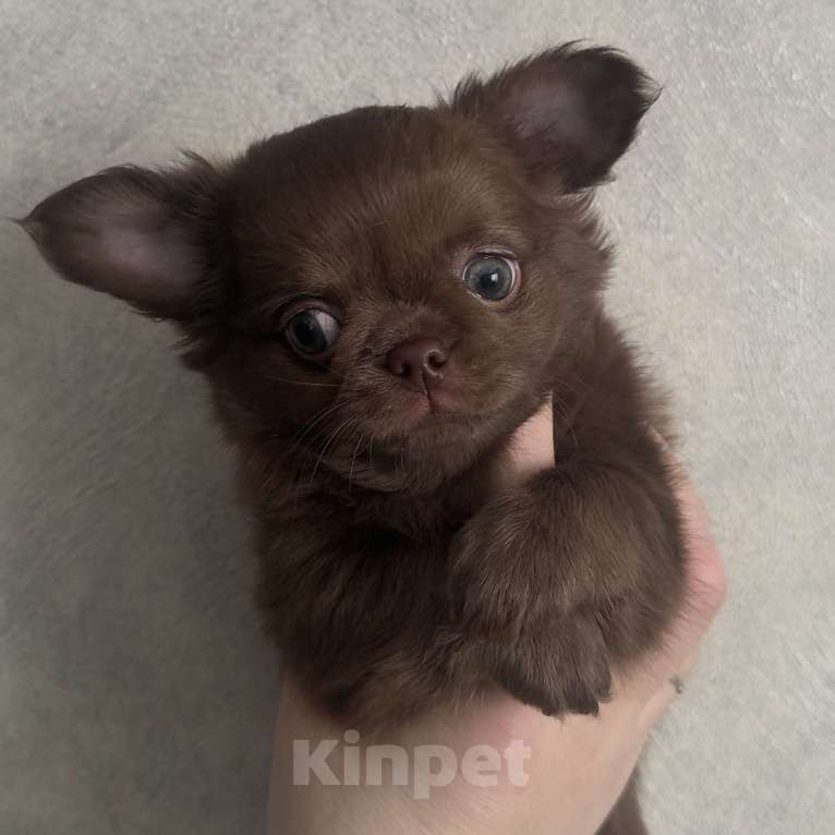 Собаки в Дмитрове: Чихуахуа дш мальчики Мальчик, 100 000 руб. - фото 2