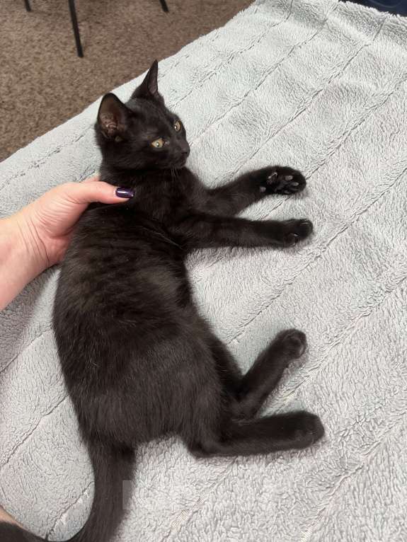 Кошки в Ставрополе: Отдам котенка в добрые руки  Мальчик, Бесплатно - фото 4