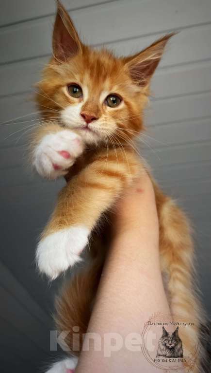 Кошки в Санкт-Петербурге: Котик мейн-кун красный биколор  Мальчик, 50 000 руб. - фото 3