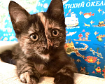 Кошки в Москве: Котёнок в добрые руки Девочка, 1 руб. - фото 1