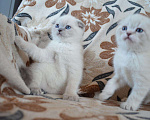 Кошки в Ливны: Шотландские котята, 13 000 руб. - фото 5