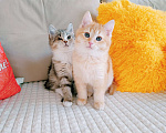 Кошки в Санкт-Петербурге: Котята 2 мес. британец и сибирская в одну семью Мальчик, 200 руб. - фото 7