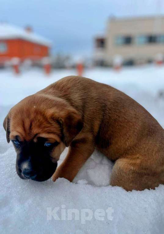 Собаки в Москве: Щенки Мальчик, Бесплатно - фото 3