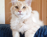Кошки в Владимире: Sava ( Сава) - кот , мейн-кун , красный серебрянныйный Мальчик, 60 000 руб. - фото 1