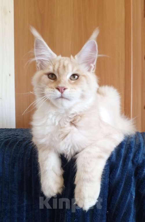 Кошки в Владимире: Sava ( Сава) - кот , мейн-кун , красный серебрянныйный Мальчик, 60 000 руб. - фото 1