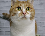 Кошки в Москве: Ласковая и нежная Веснушка Девочка, Бесплатно - фото 1