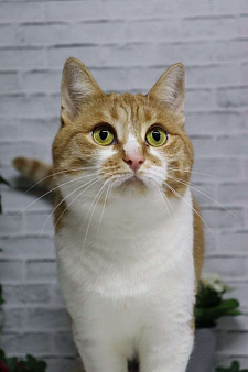 Ласковая и нежная Веснушка