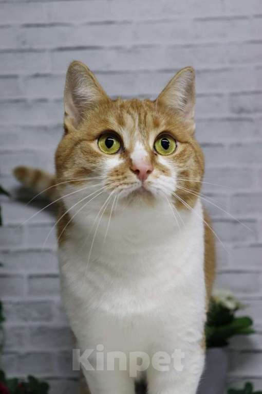 Кошки в Москве: Ласковая и нежная Веснушка Девочка, Бесплатно - фото 1