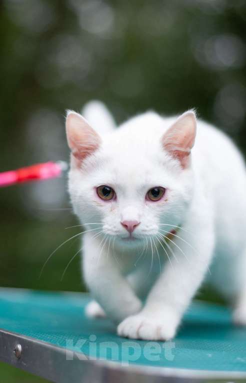 Кошки в Ногинске: Кот Дагестанской родословной ищет постоянную прописку Мальчик, Бесплатно - фото 1