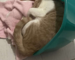 Кошки в Санкт-Петербурге: Кот в добрые руки Мальчик, Бесплатно - фото 2