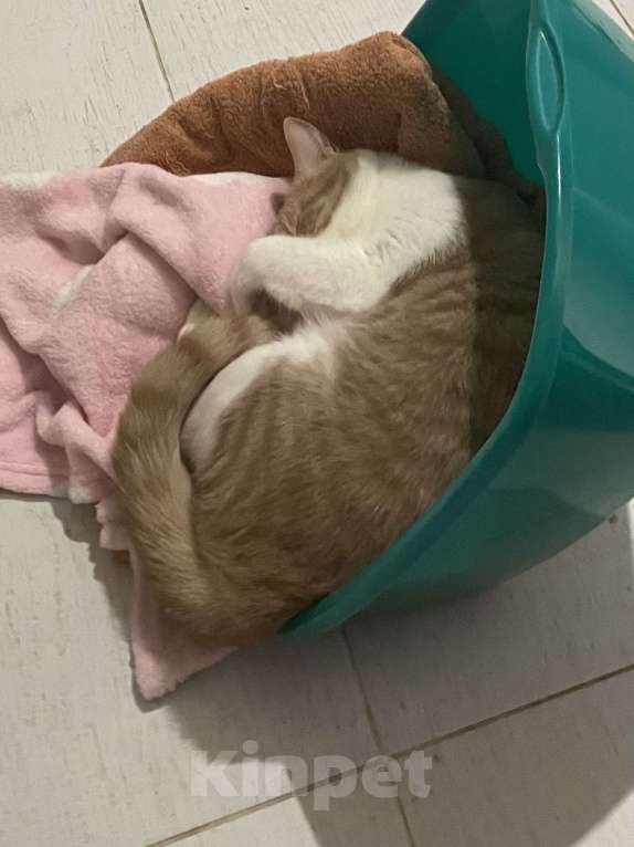 Кошки в Санкт-Петербурге: Кот в добрые руки Мальчик, Бесплатно - фото 2