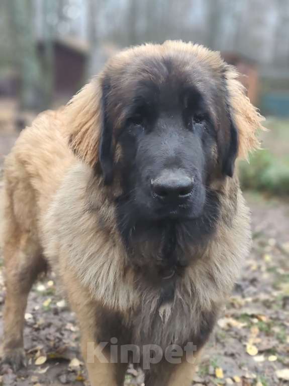 Собаки в других городах Московской области: Ария Прайд Есаул Мальчик, 140 000 руб. - фото 3