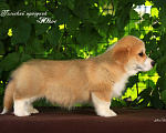 Собаки в Мытищах: Щенки вельш-корги пемброк Мальчик, 85 000 руб. - фото 3