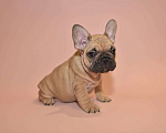 Собаки в Москве: Девочка французского бульдога  Девочка, 50 000 руб. - фото 2