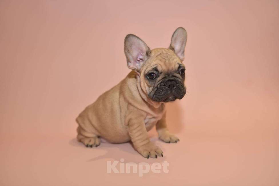 Собаки в Москве: Девочка французского бульдога  Девочка, 50 000 руб. - фото 2