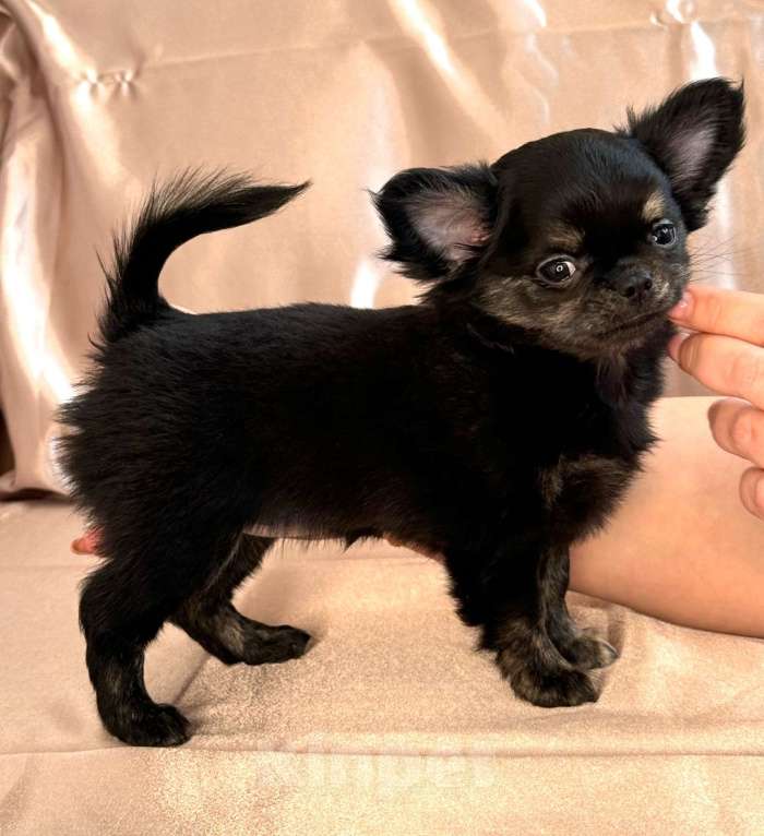 Собаки в Ялте: щенок чихуахуа Девочка, Бесплатно - фото 2