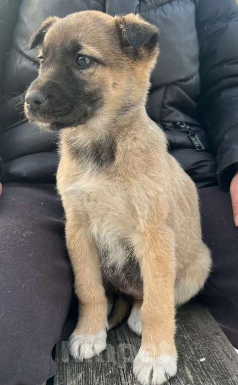 Собаки в Красногорске: Два рыжих щенка Девочка, Бесплатно - фото 5