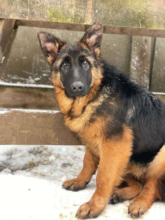 Собаки в Москве: Щенки немецкой овчарки Мальчик, 55 000 руб. - фото 8