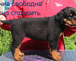 Собаки в Москве: Щенки Девочка, 50 000 руб. - фото 2