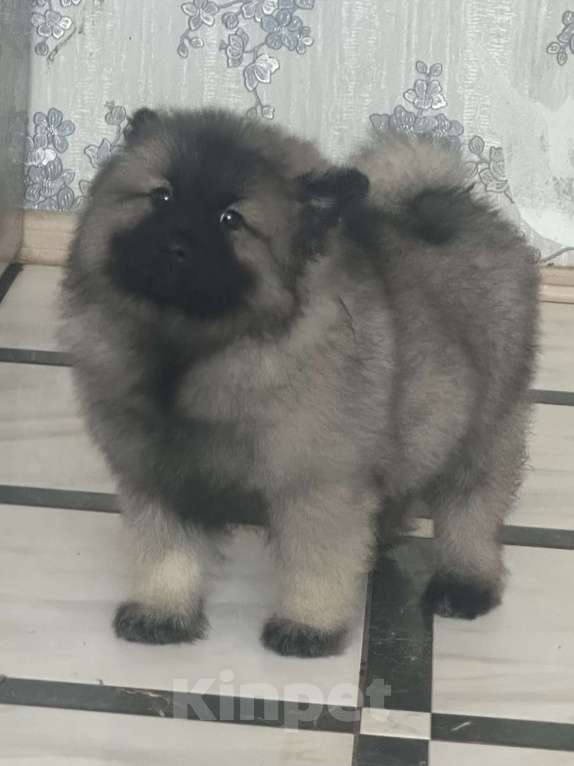 Собаки в Москве: Сука немецкого вольфшпиц кеесхонд Девочка, 100 000 руб. - фото 2