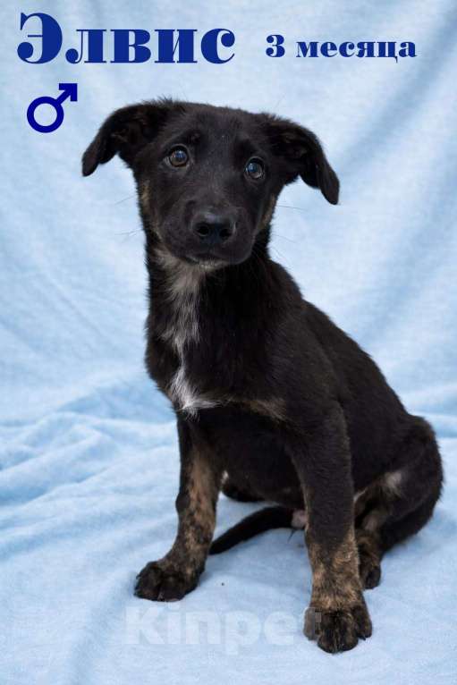 Собаки в Химках: Мальчик Элвис Мальчик, Бесплатно - фото 2