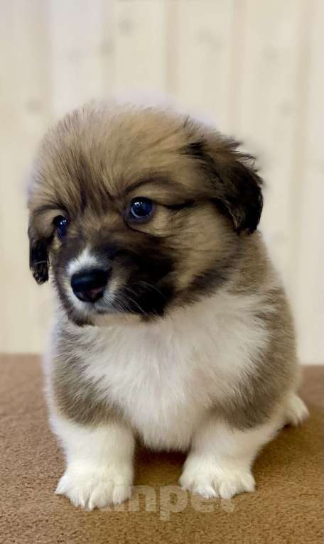 Собаки в Вологде: Питомник Амбербо предлагает к продаже  щенков . Мальчик, 50 000 руб. - фото 2