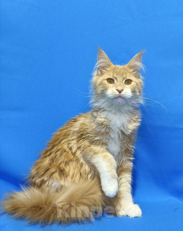 Кошки в Москве: Star Maine Coons Девочка, 75 000 руб. - фото 2