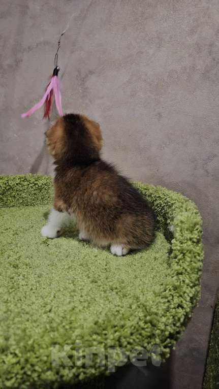 Кошки в Балашихе: Золотой ребёнок Мальчик, 40 000 руб. - фото 2