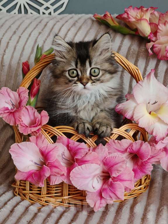 Кошки в Москве: Длинношертсные шотландские котята Девочка, 65 000 руб. - фото 7